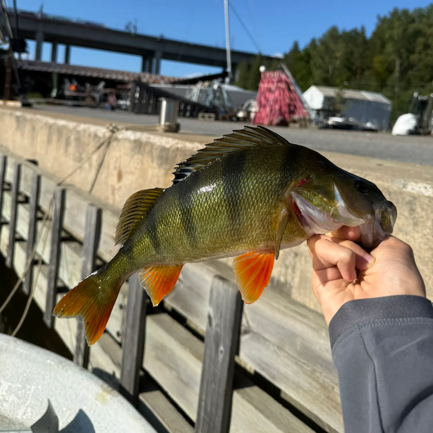 European perch caught on Fishbrain