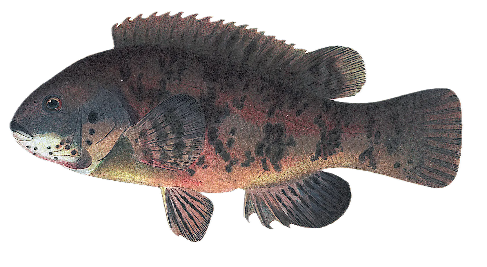 Tautog