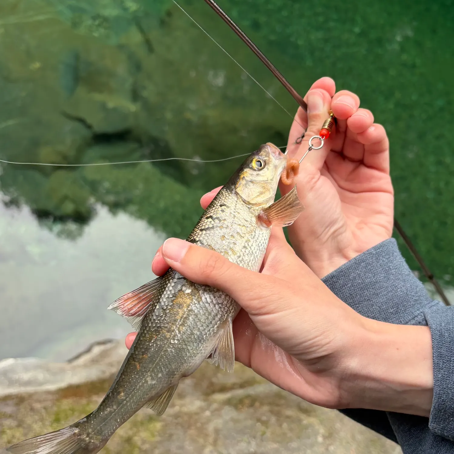 The most recent Peamouth catches on Fishbrain