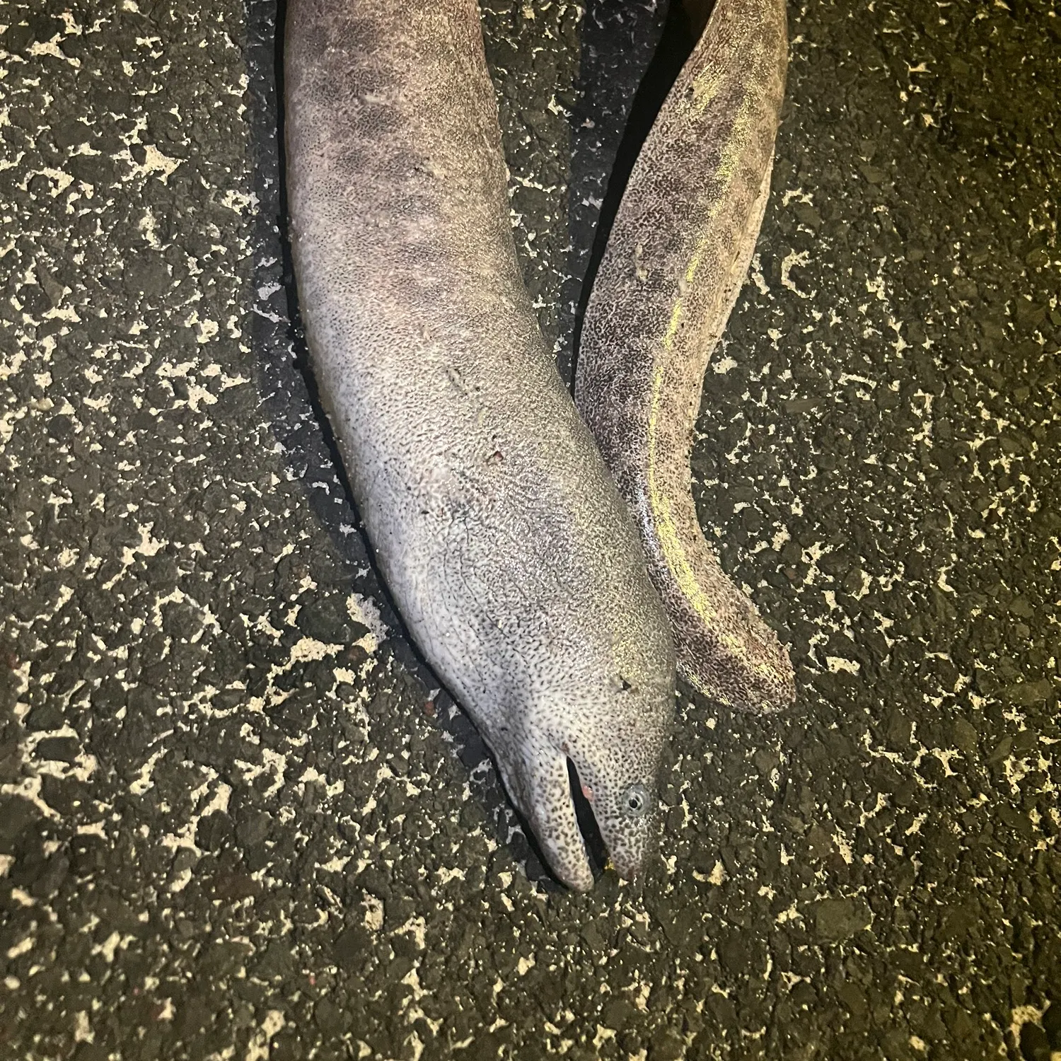 The most recent Peppered moray catches on Fishbrain