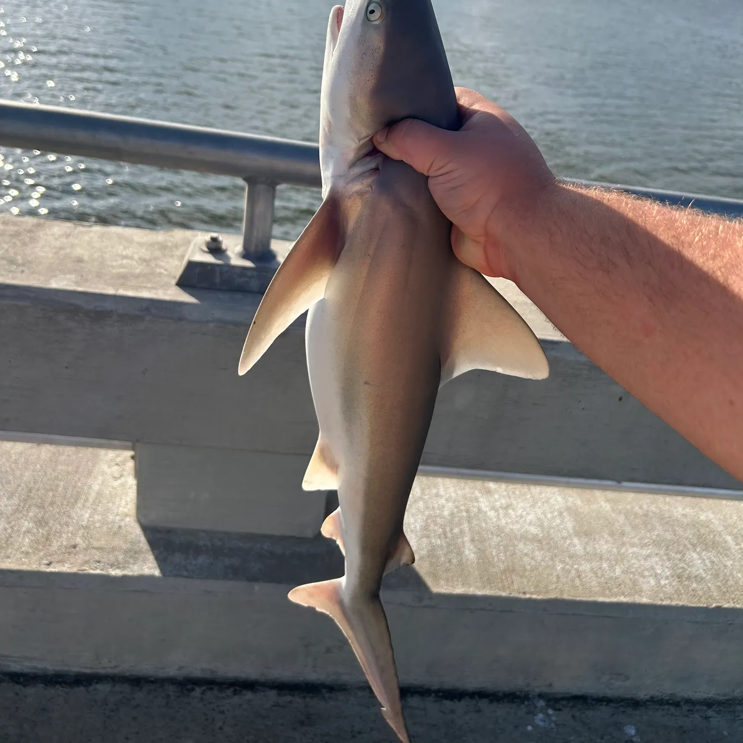 Sandbar shark caught on Fishbrain