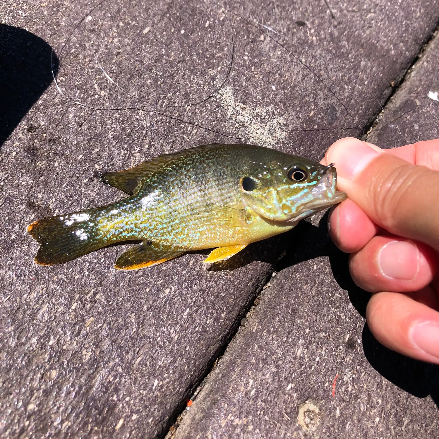 catch