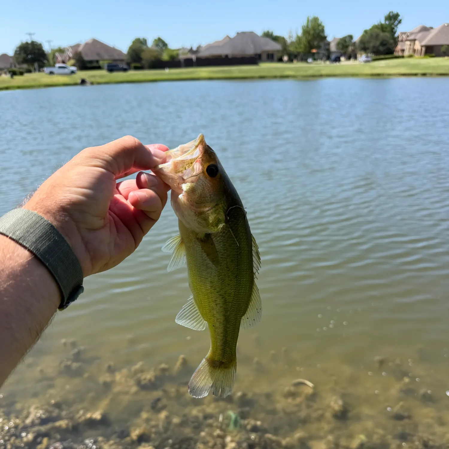 Largemouth bass caught on Fishbrain
