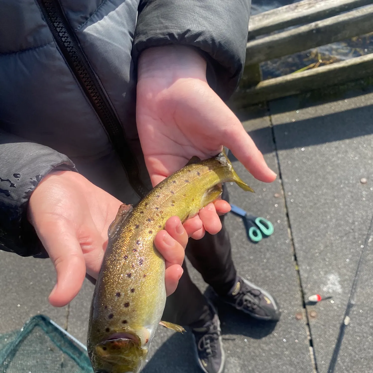 Brown trout caught on Fishbrain
