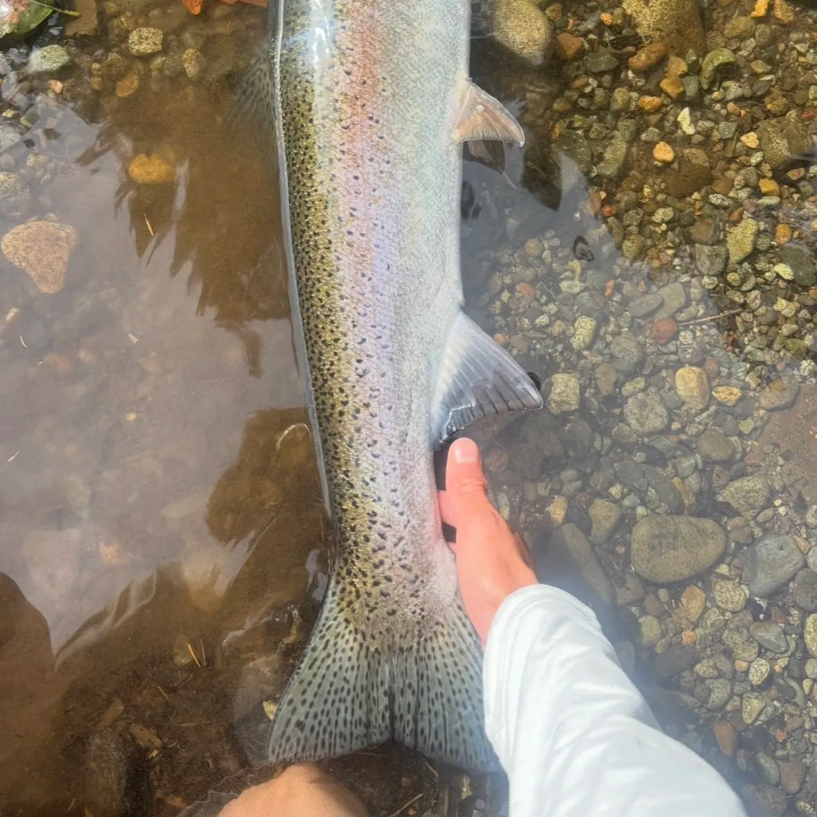 Steelhead caught on Fishbrain