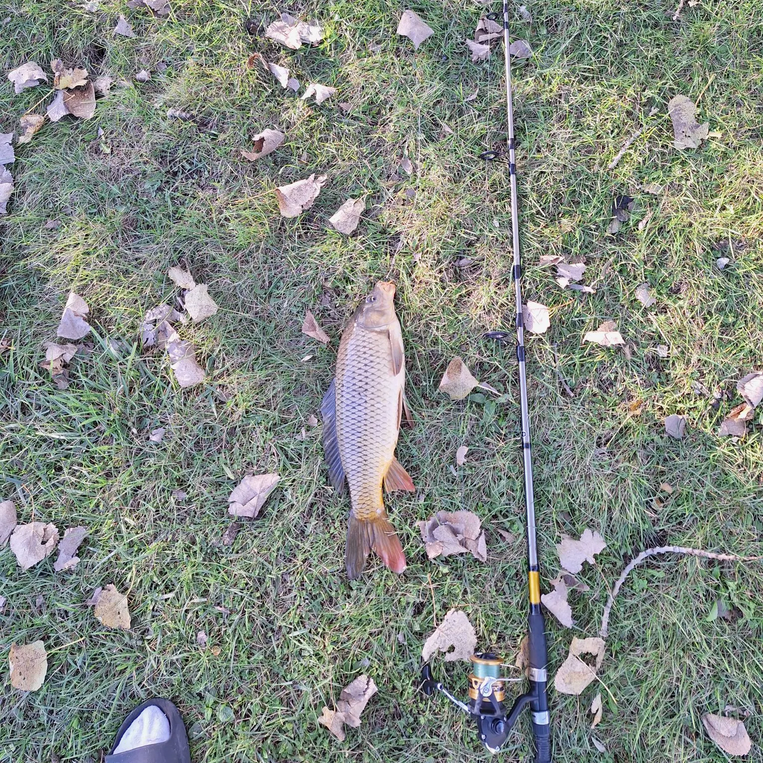 Common carp caught on Fishbrain