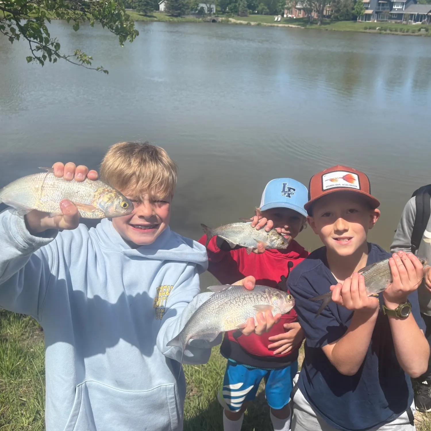 American gizzard shad caught on Fishbrain