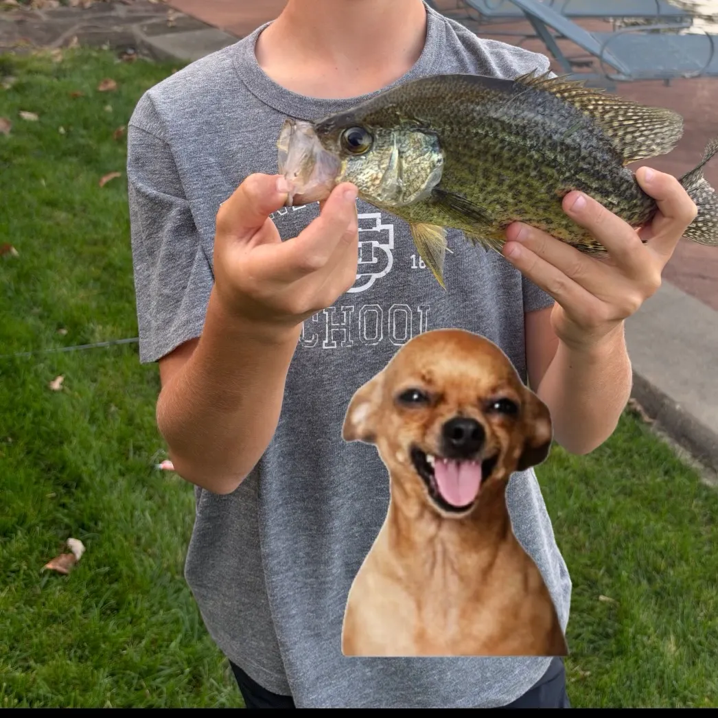 Black crappie caught on Fishbrain