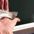 Rainbow trout caught on Fishbrain