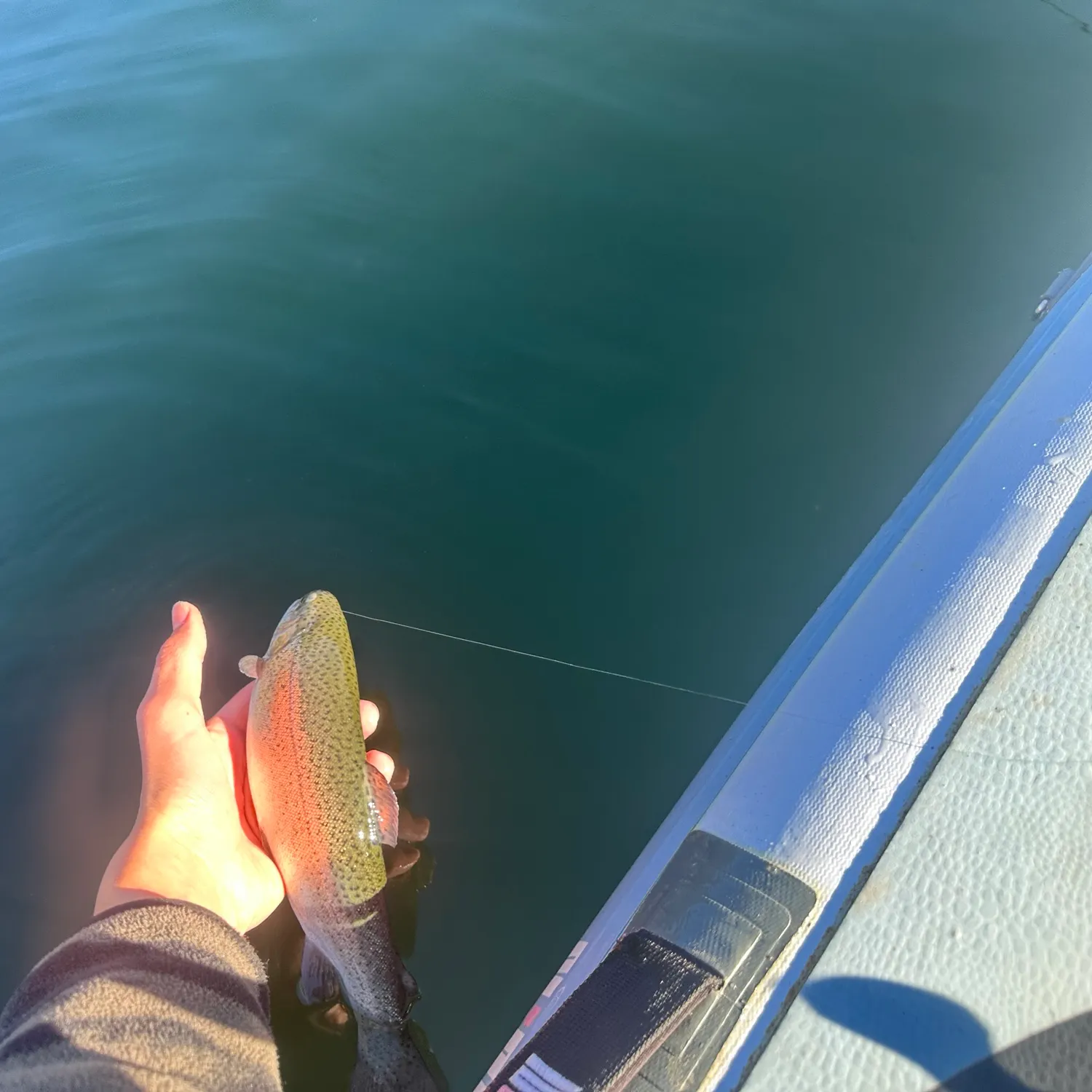 Rainbow trout caught on Fishbrain
