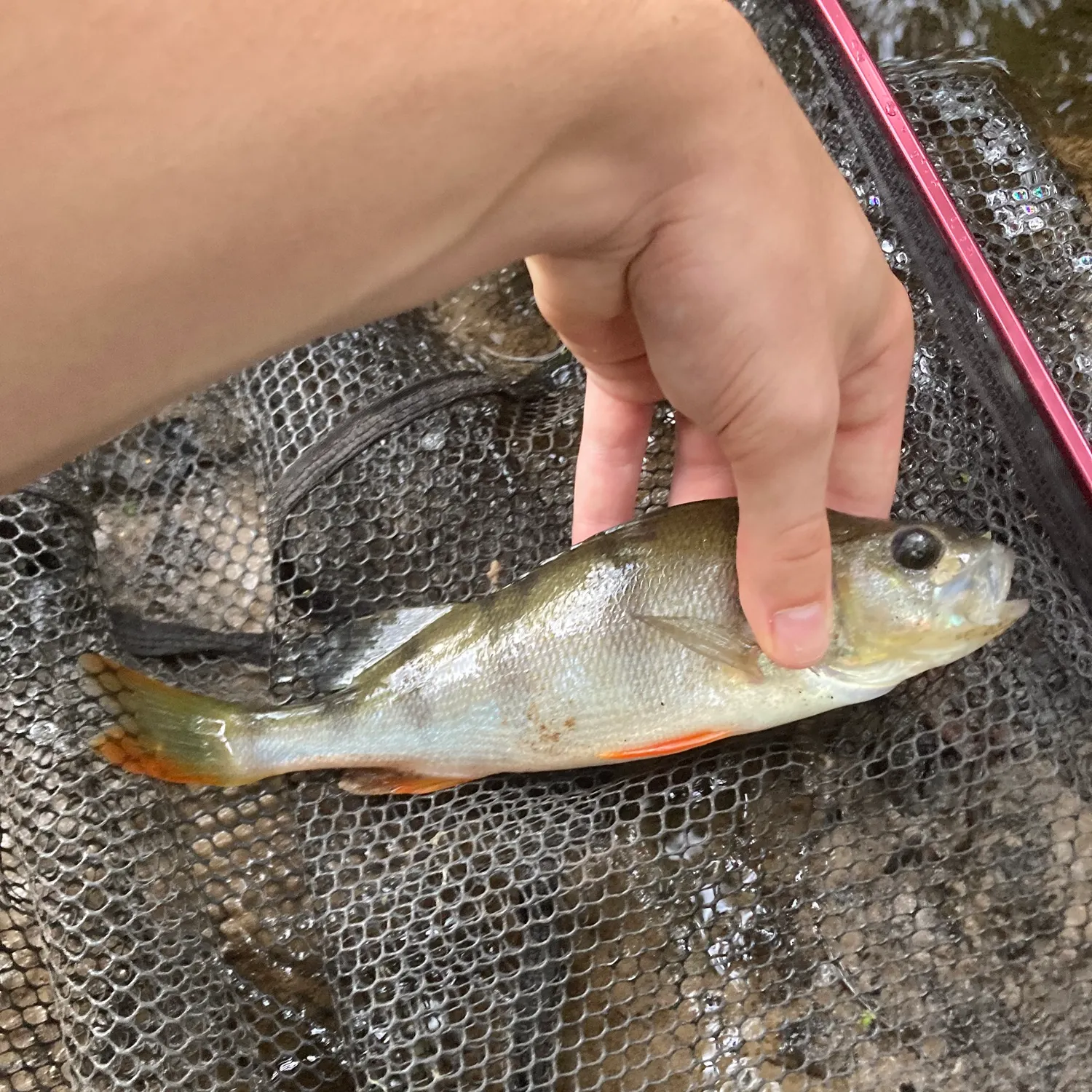 European perch caught on Fishbrain
