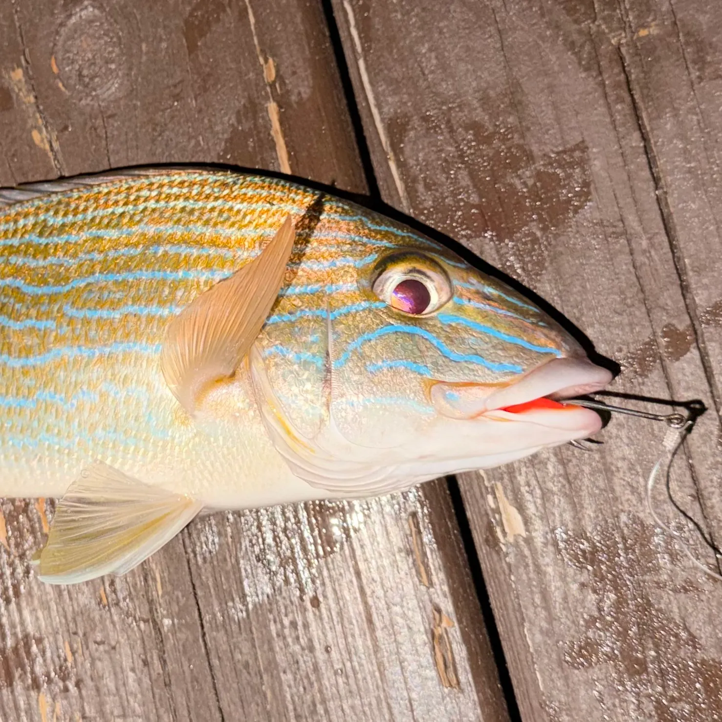 The most recent Bluestriped grunt catches on Fishbrain