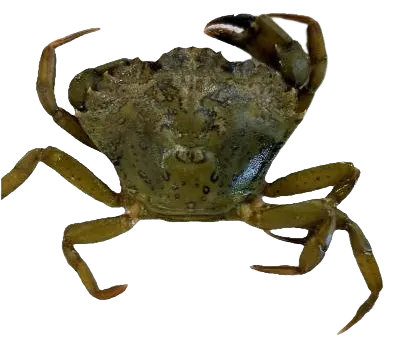 Green crab