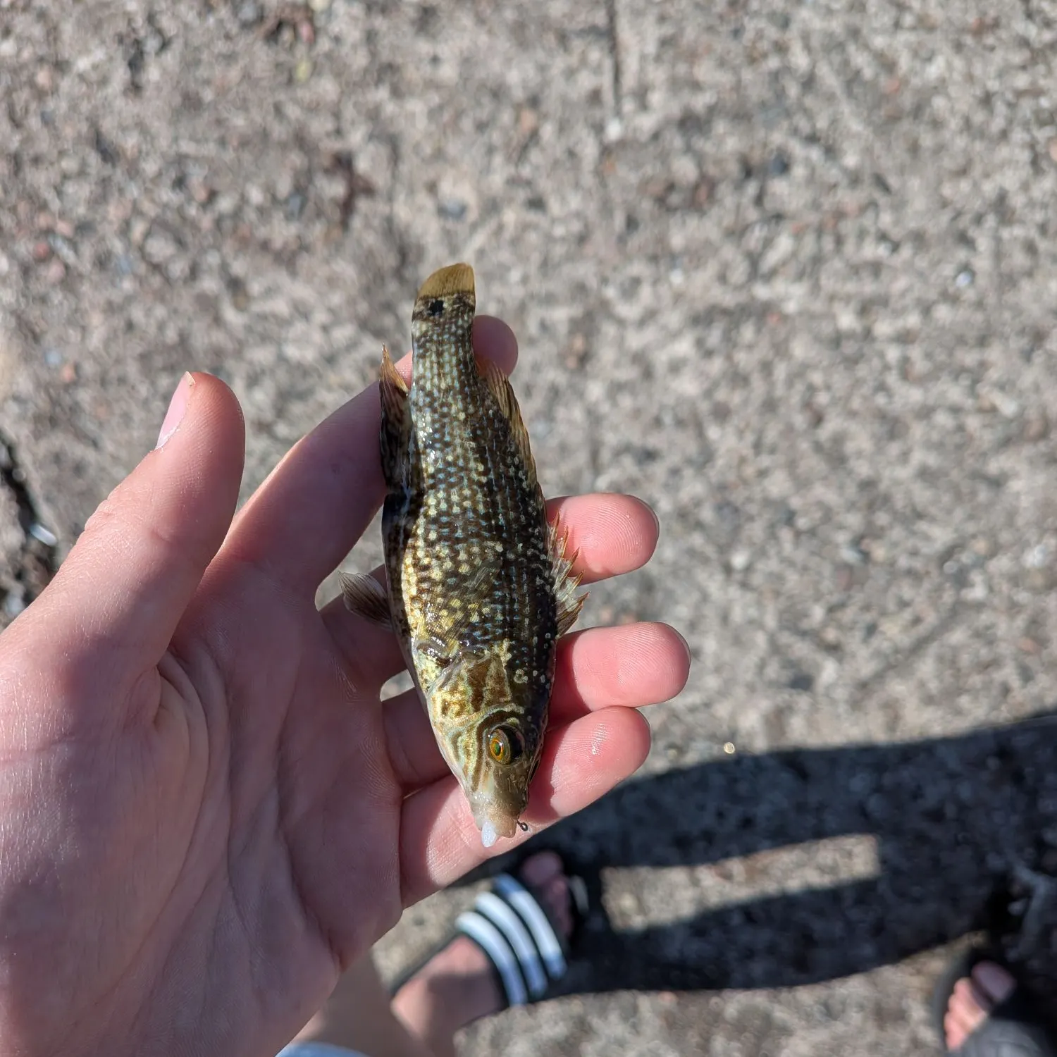 The most recent Corkwing wrasse catches on Fishbrain