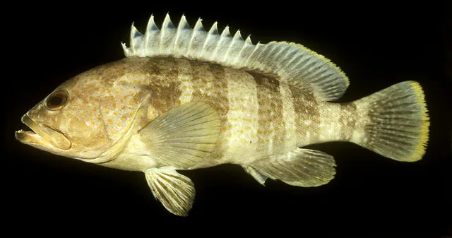 Yellow grouper