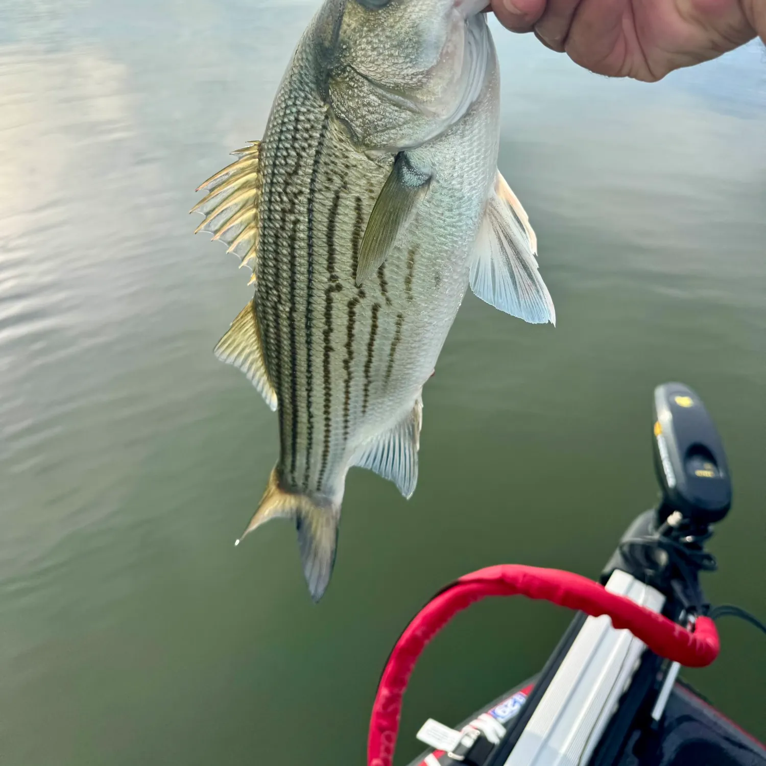 Wiper caught on Fishbrain