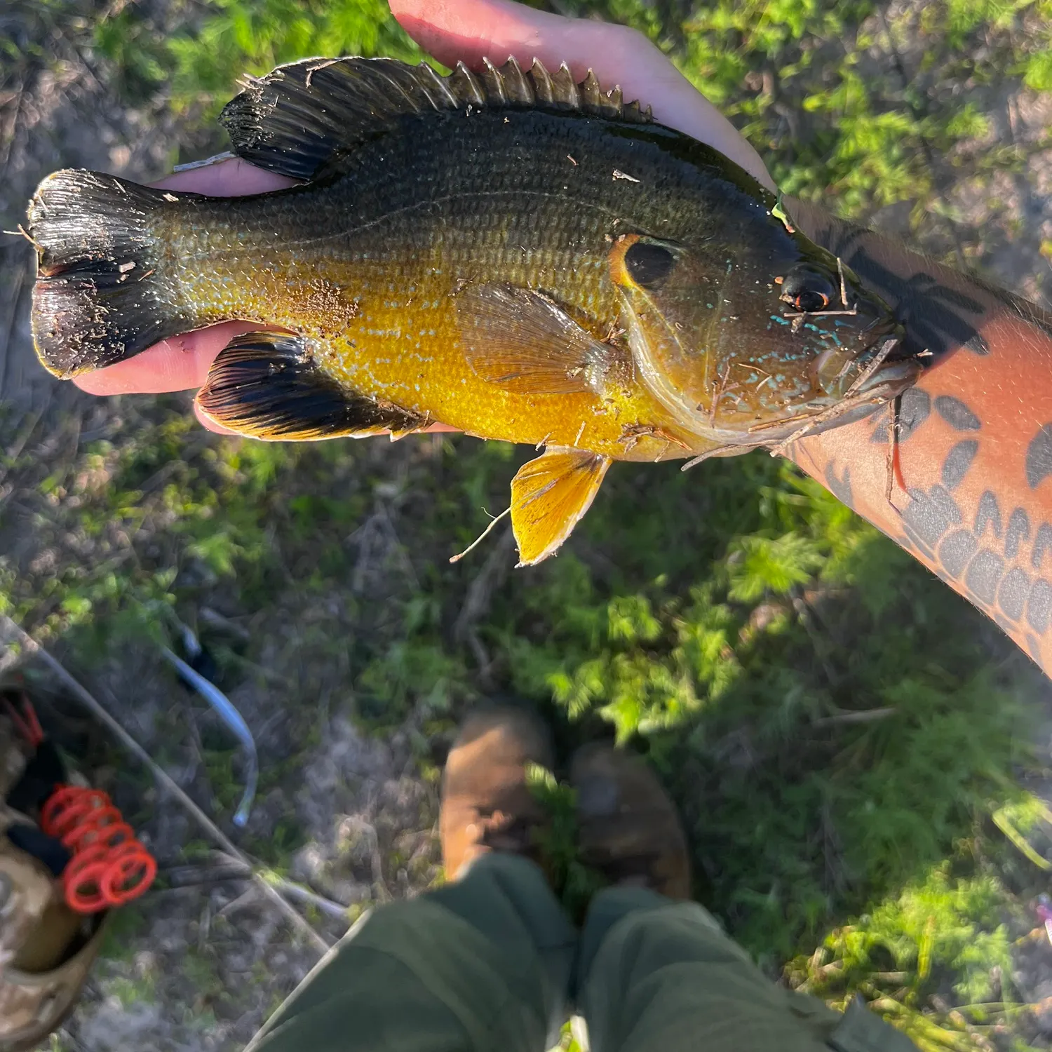 recently logged catches