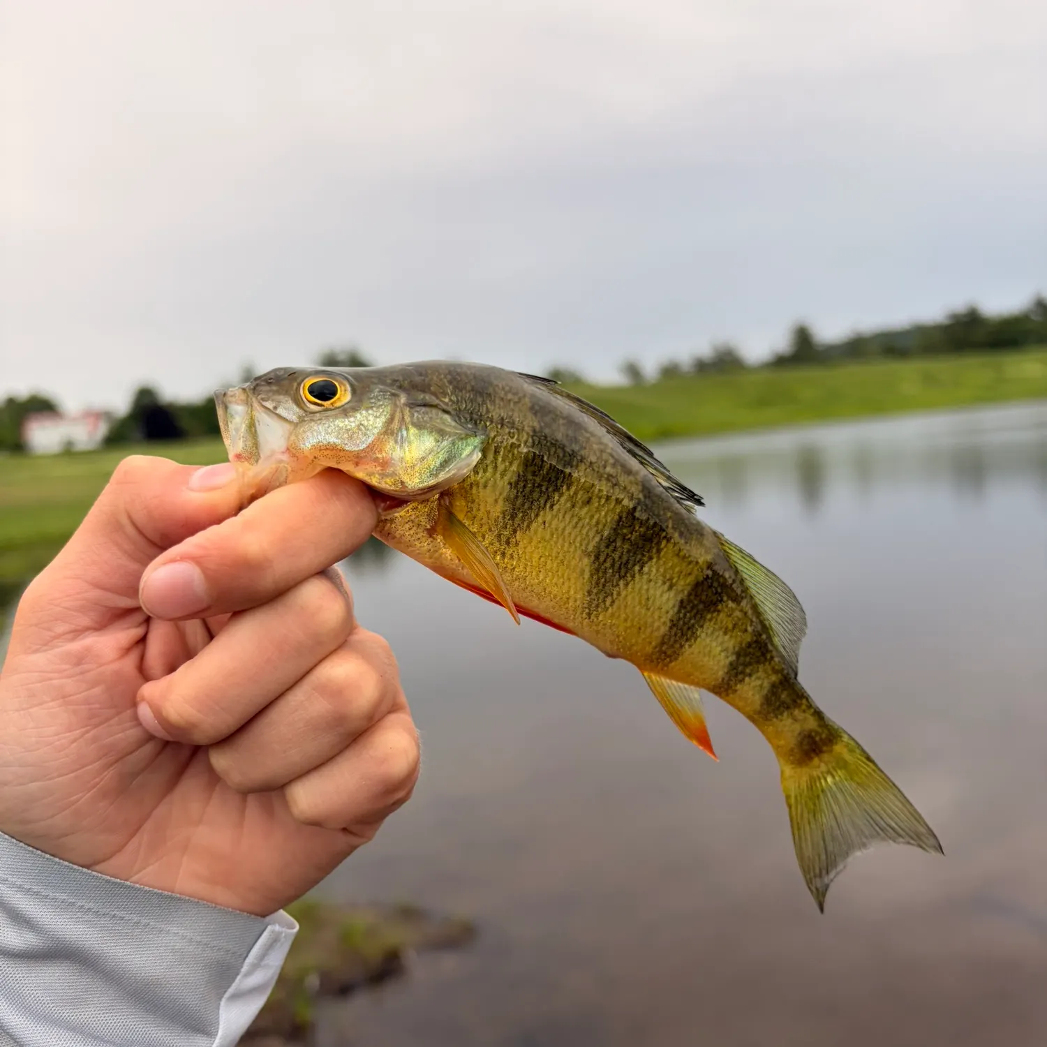 Yellow perch caught on Fishbrain