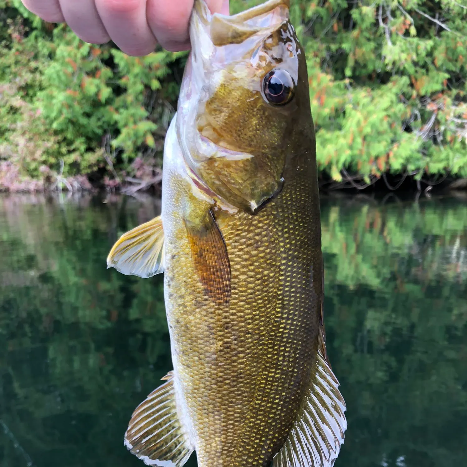Smallmouth bass caught on Fishbrain