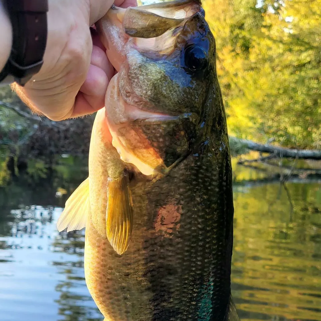 Largemouth bass caught on Fishbrain