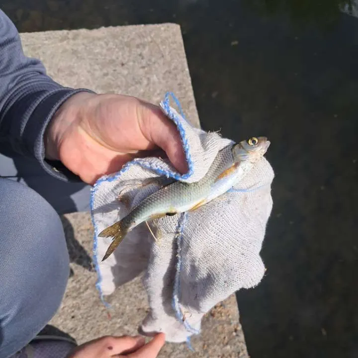 Common dace caught on Fishbrain