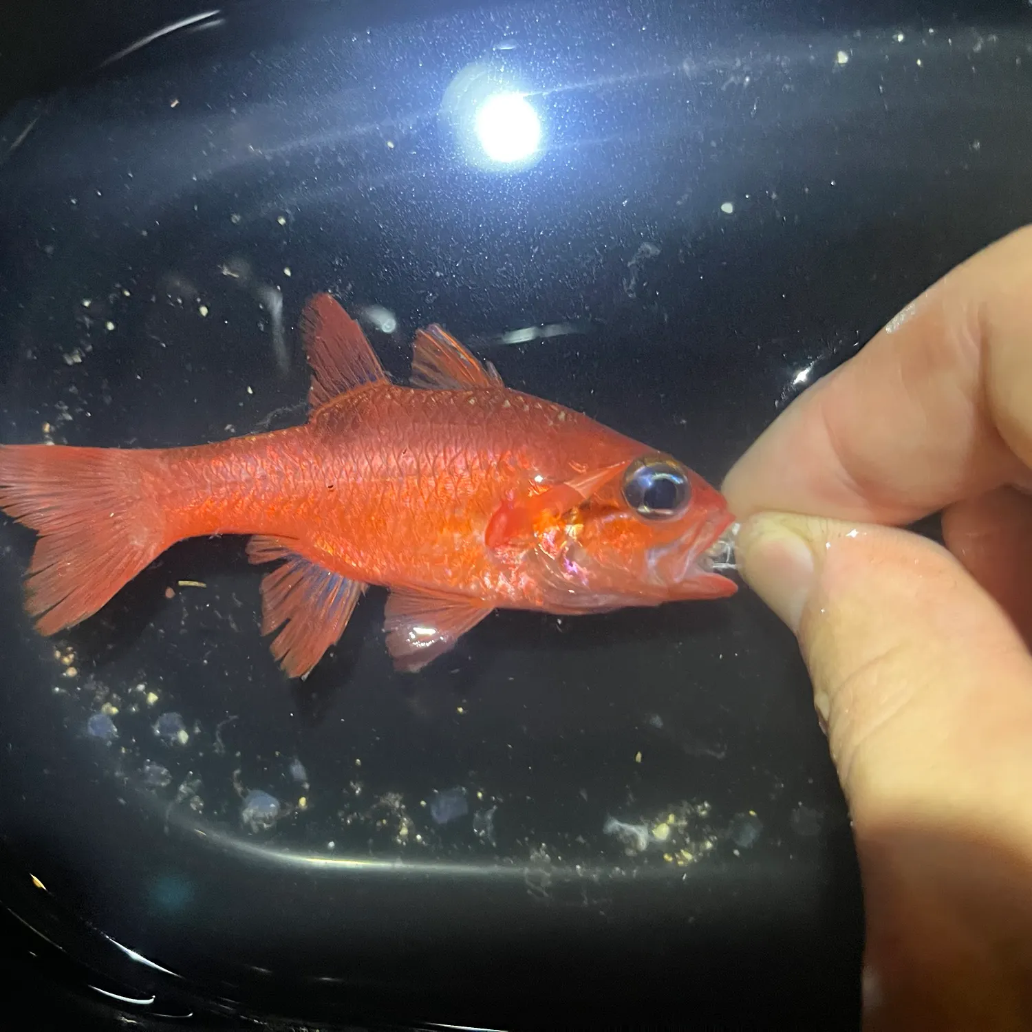 The most recent Flamefish catches on Fishbrain