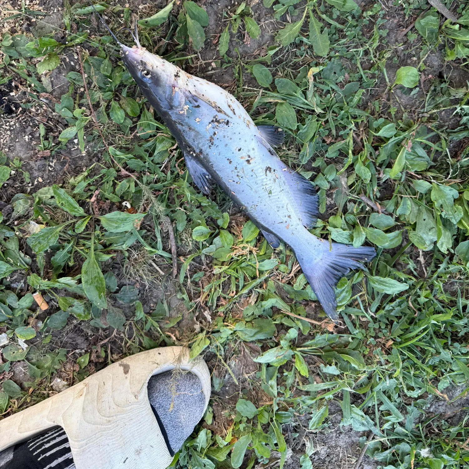 Channel catfish caught on Fishbrain