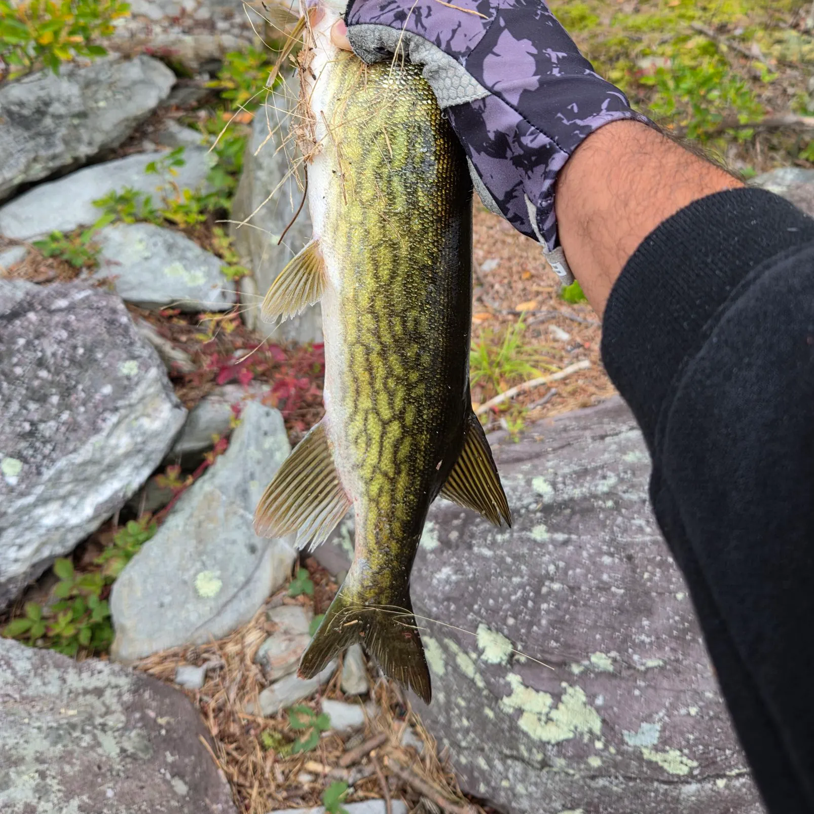 Chain pickerel caught on Fishbrain