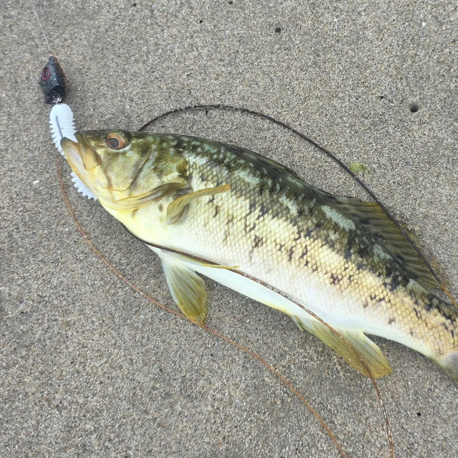 Kelp bass caught on Fishbrain