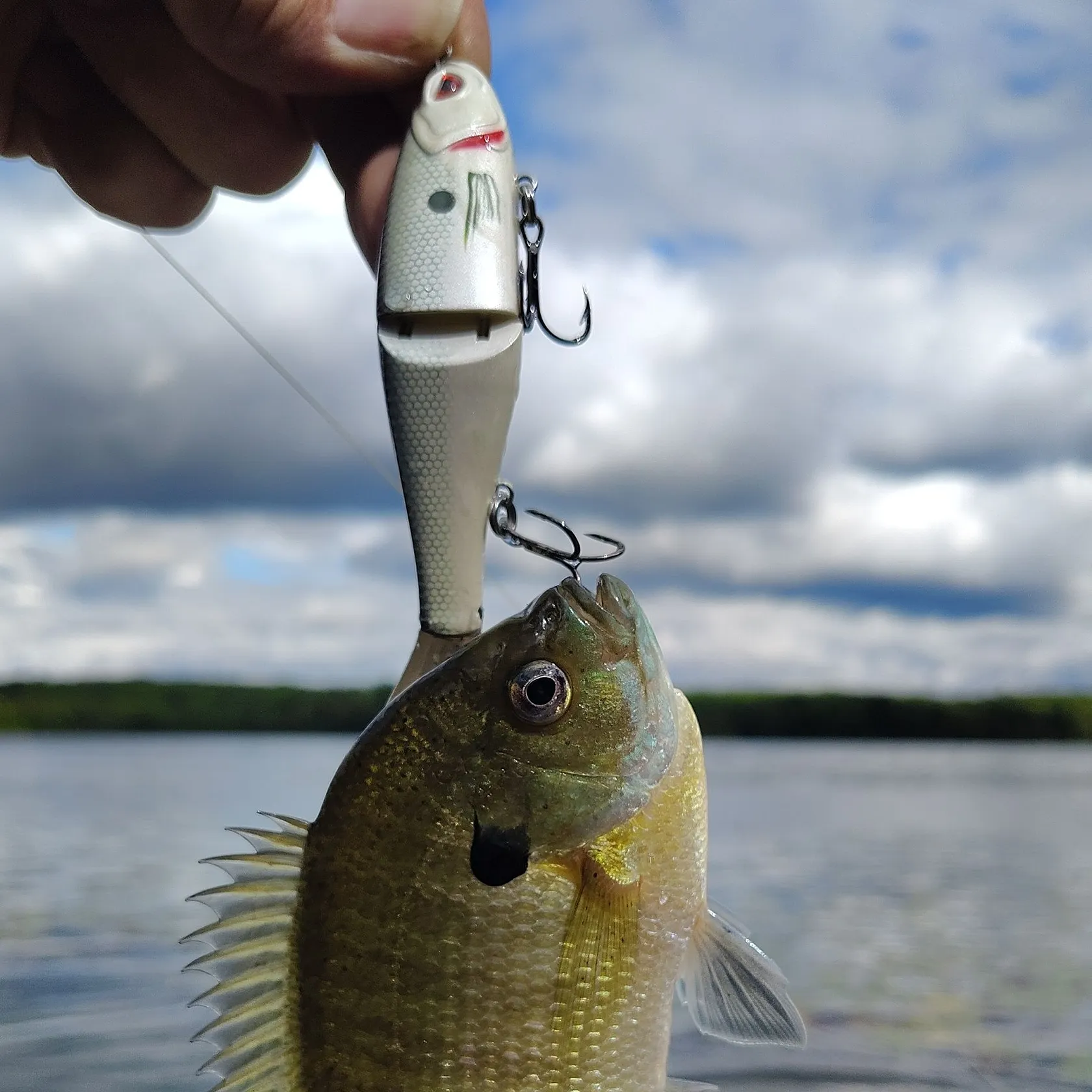 Bluegill caught on Fishbrain