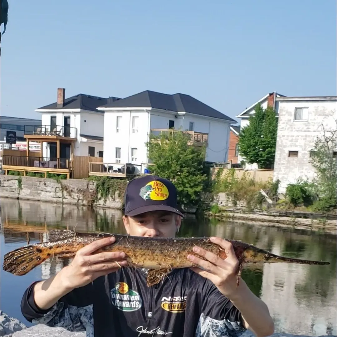The most recent Longnose gar catches on Fishbrain