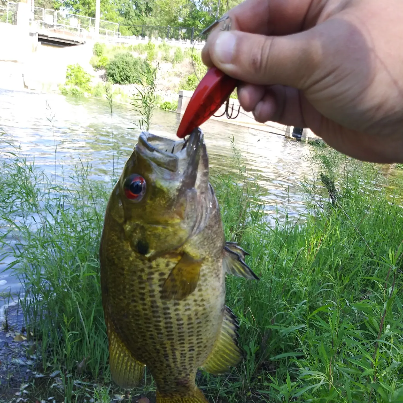 The most popular recent Rock bass catch on Fishbrain