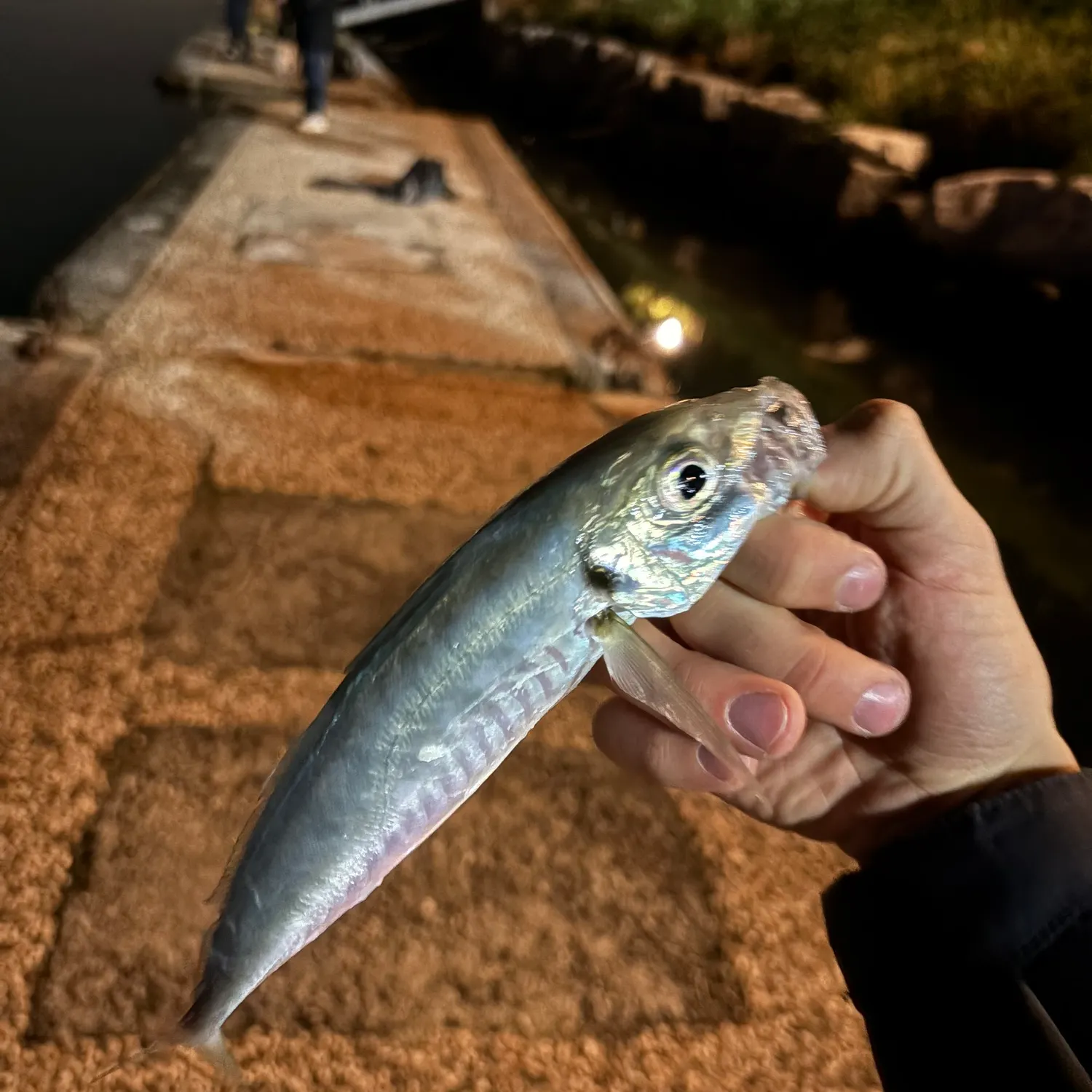The most recent Mediterranean horse mackerel catches on Fishbrain