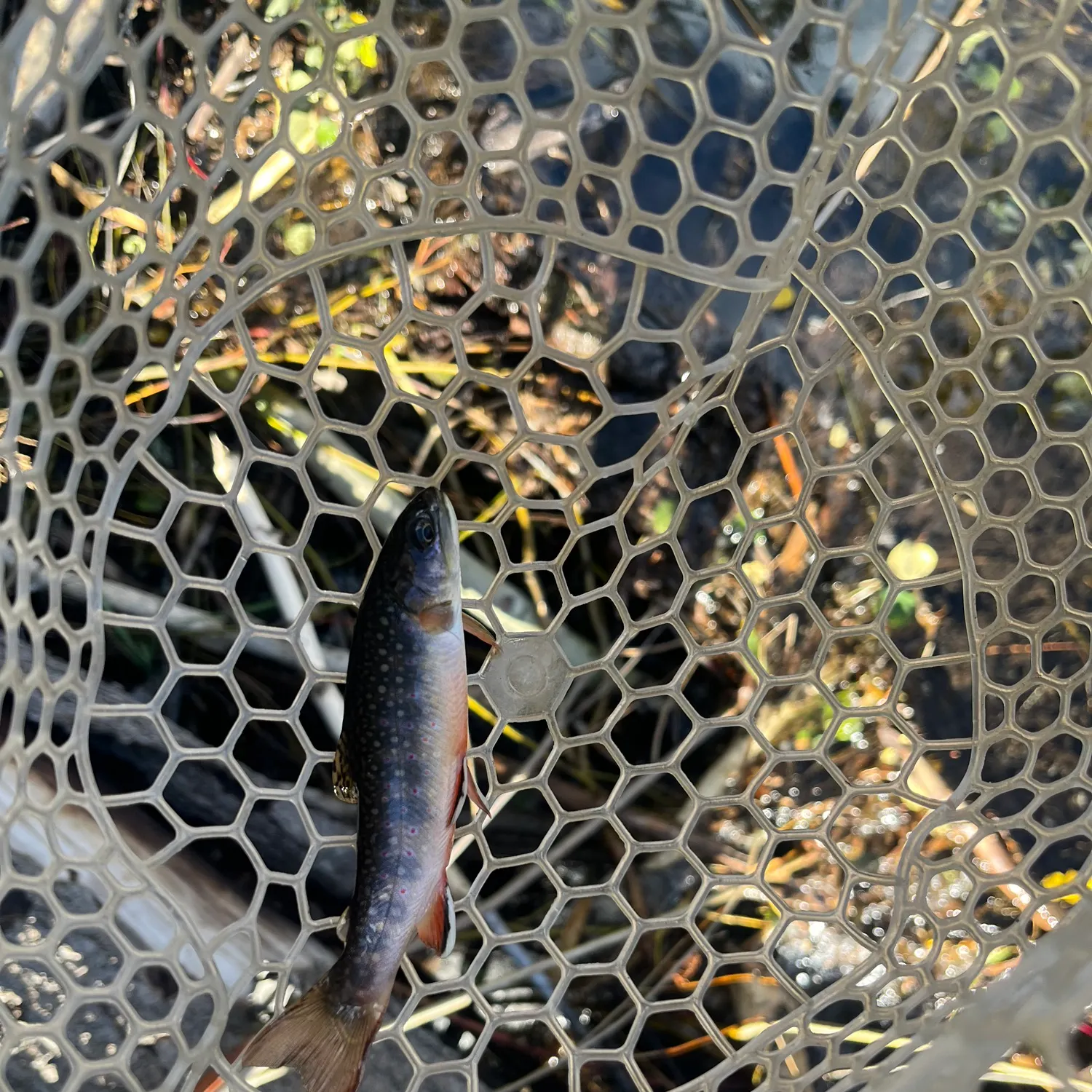 Brook trout caught on Fishbrain