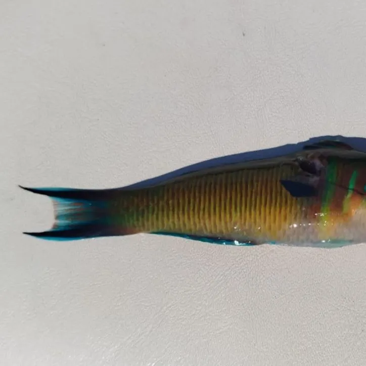 The most recent Ornate wrasse catches on Fishbrain
