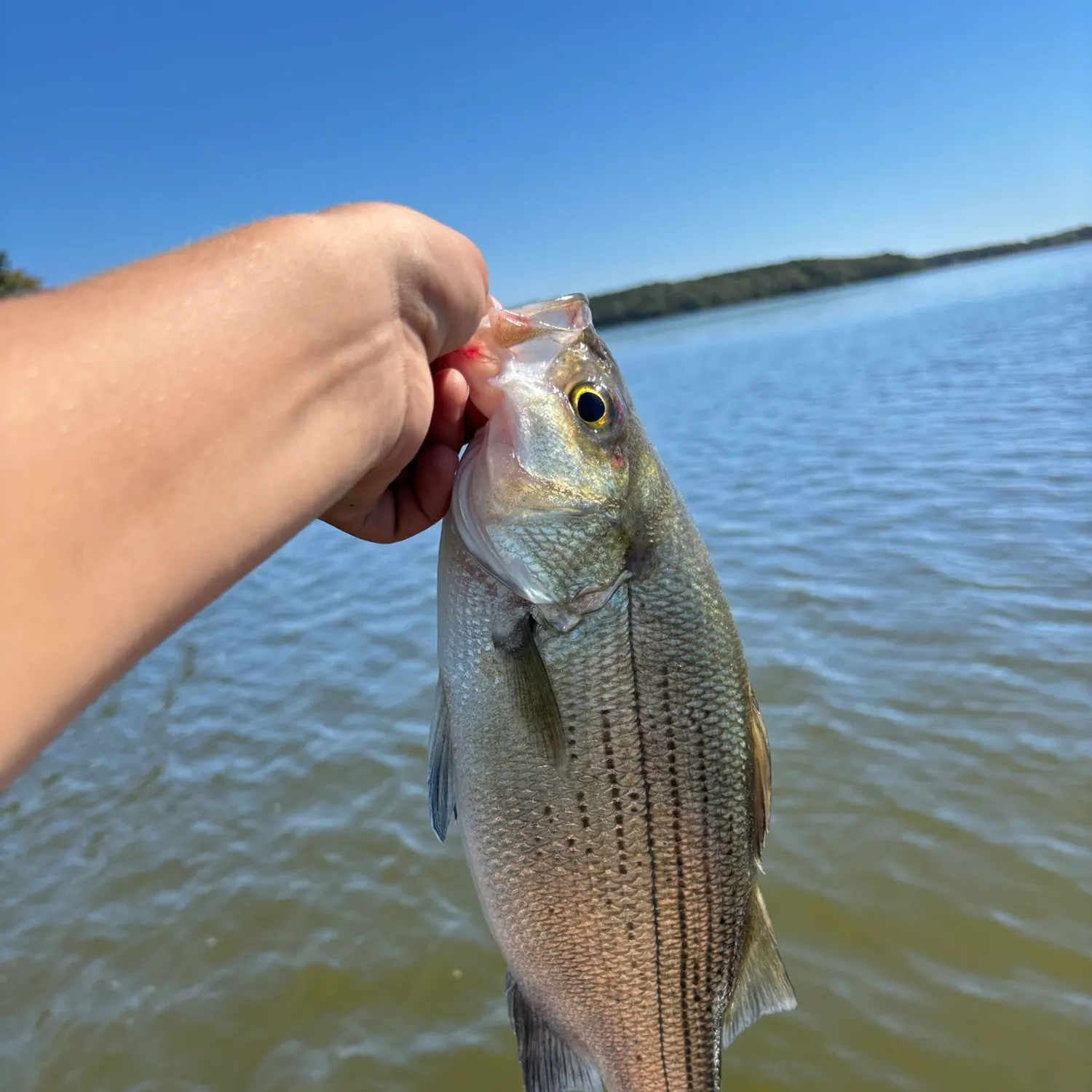 White bass caught on Fishbrain