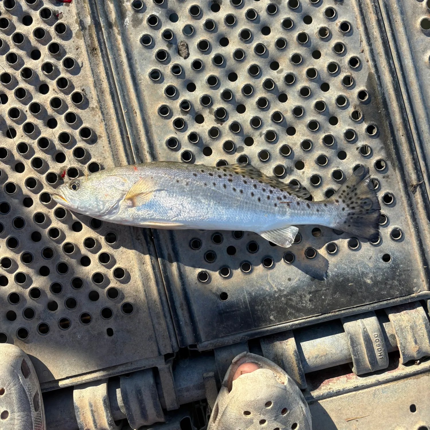 The most recent Spotted seatrout catches on Fishbrain