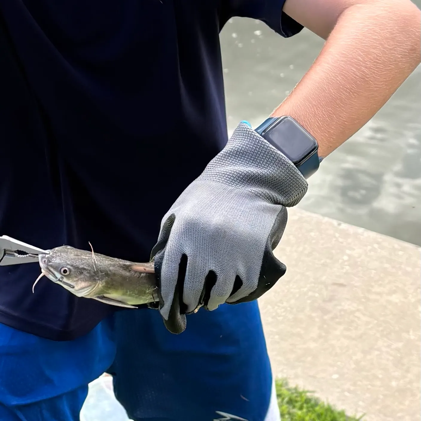 The most recent Gafftopsail sea catfish catches on Fishbrain