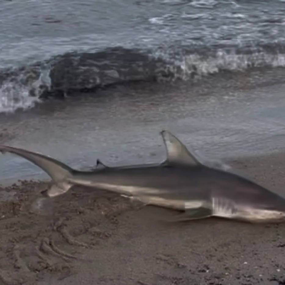 The most recent Spinner shark catches on Fishbrain