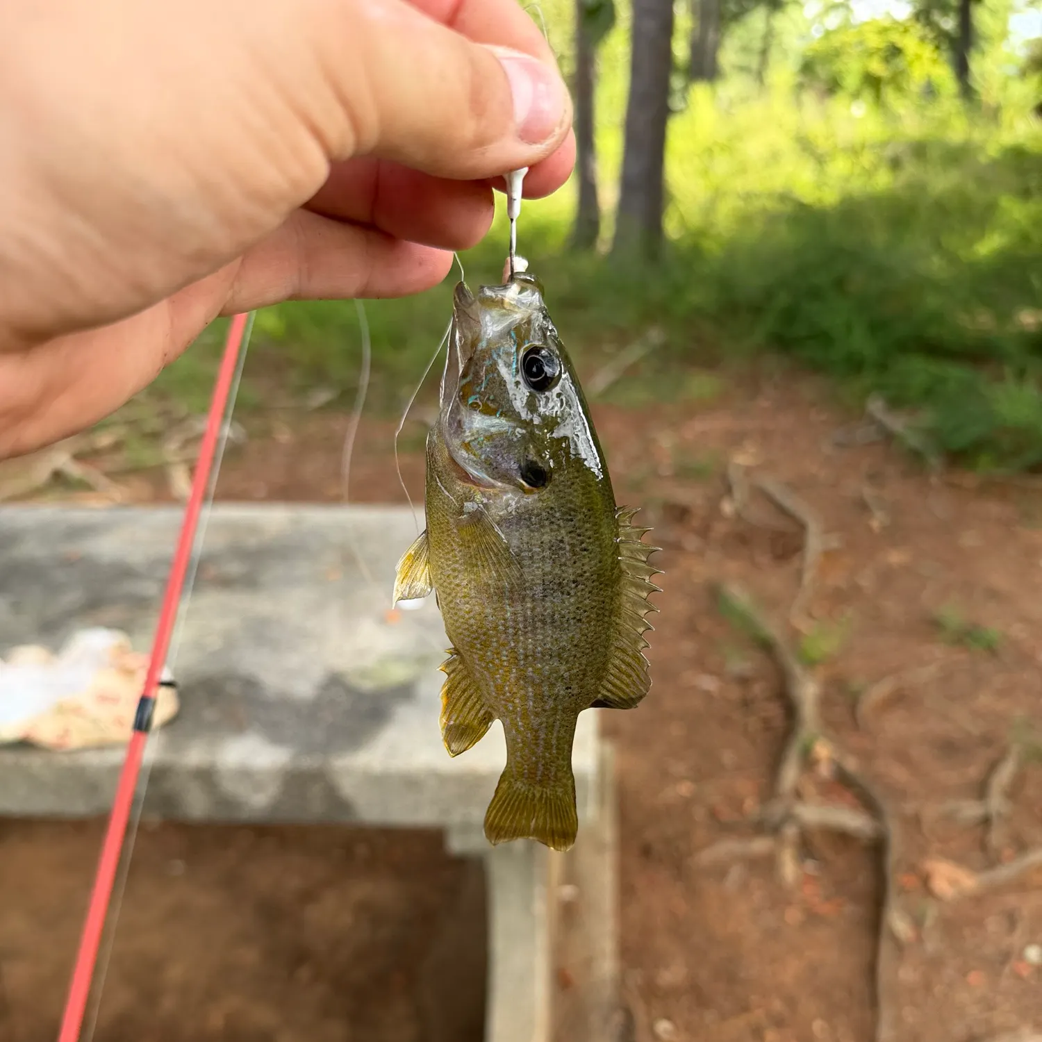 Green sunfish caught on Fishbrain