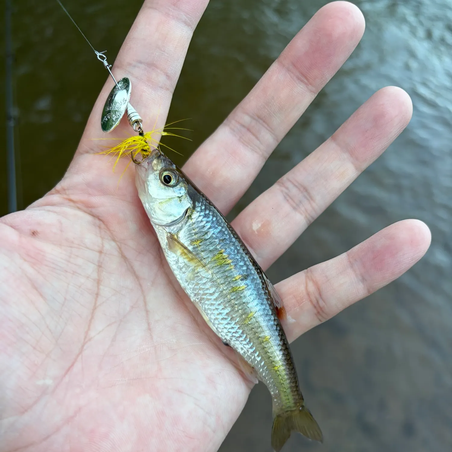 Striped shiner caught on Fishbrain