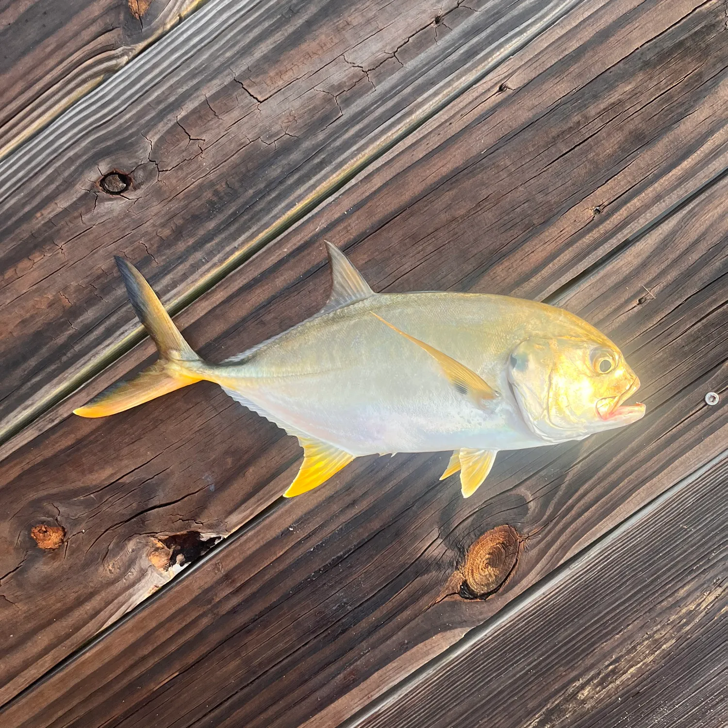 Crevalle jack caught on Fishbrain