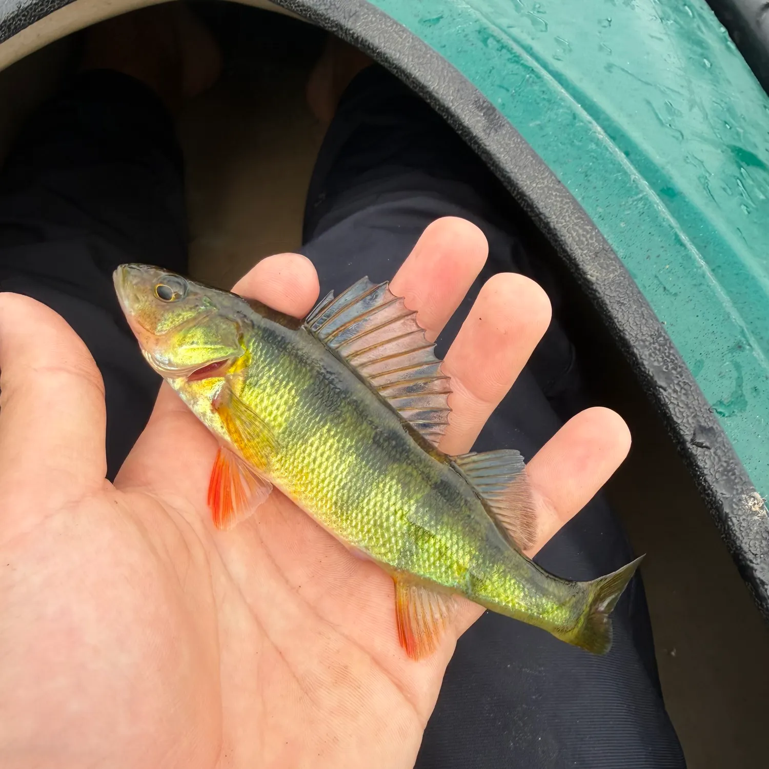 Yellow perch caught on Fishbrain