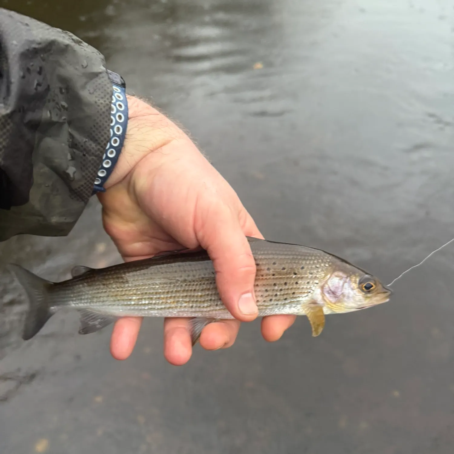 The most recent European grayling catches on Fishbrain