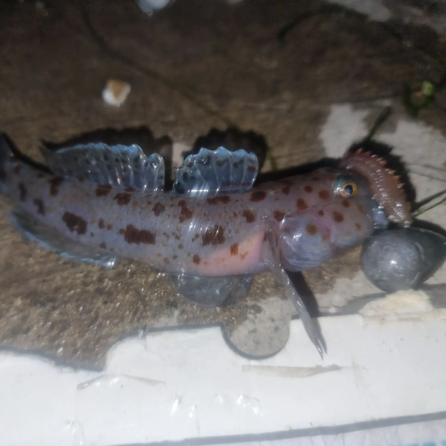Leopard-spotted goby caught on Fishbrain