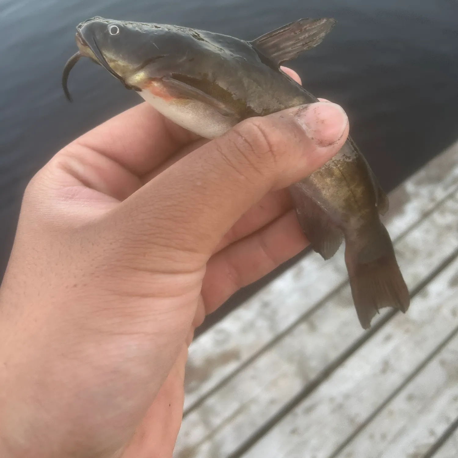 The most recent Brown bullhead catches on Fishbrain