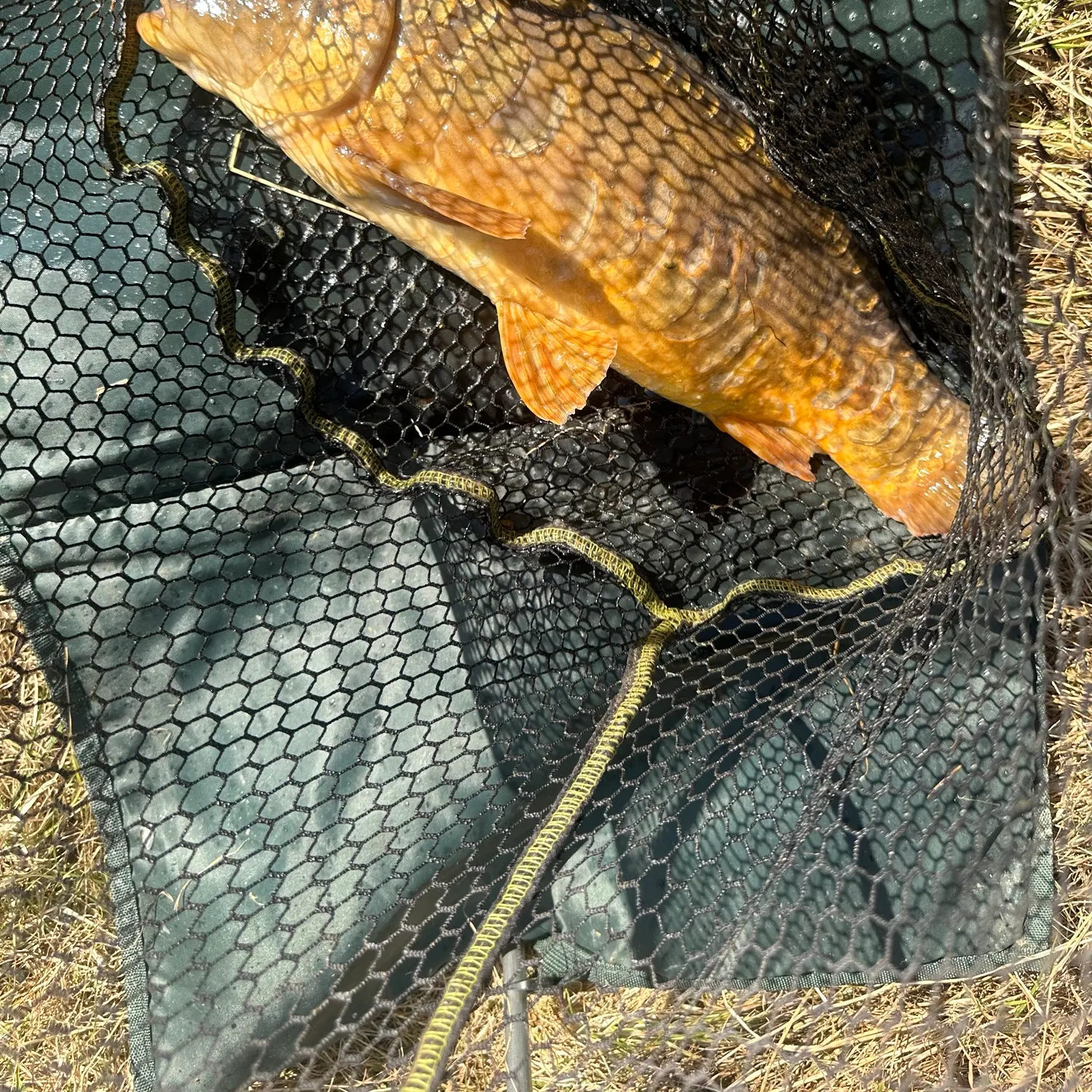 Mirror carp caught on Fishbrain