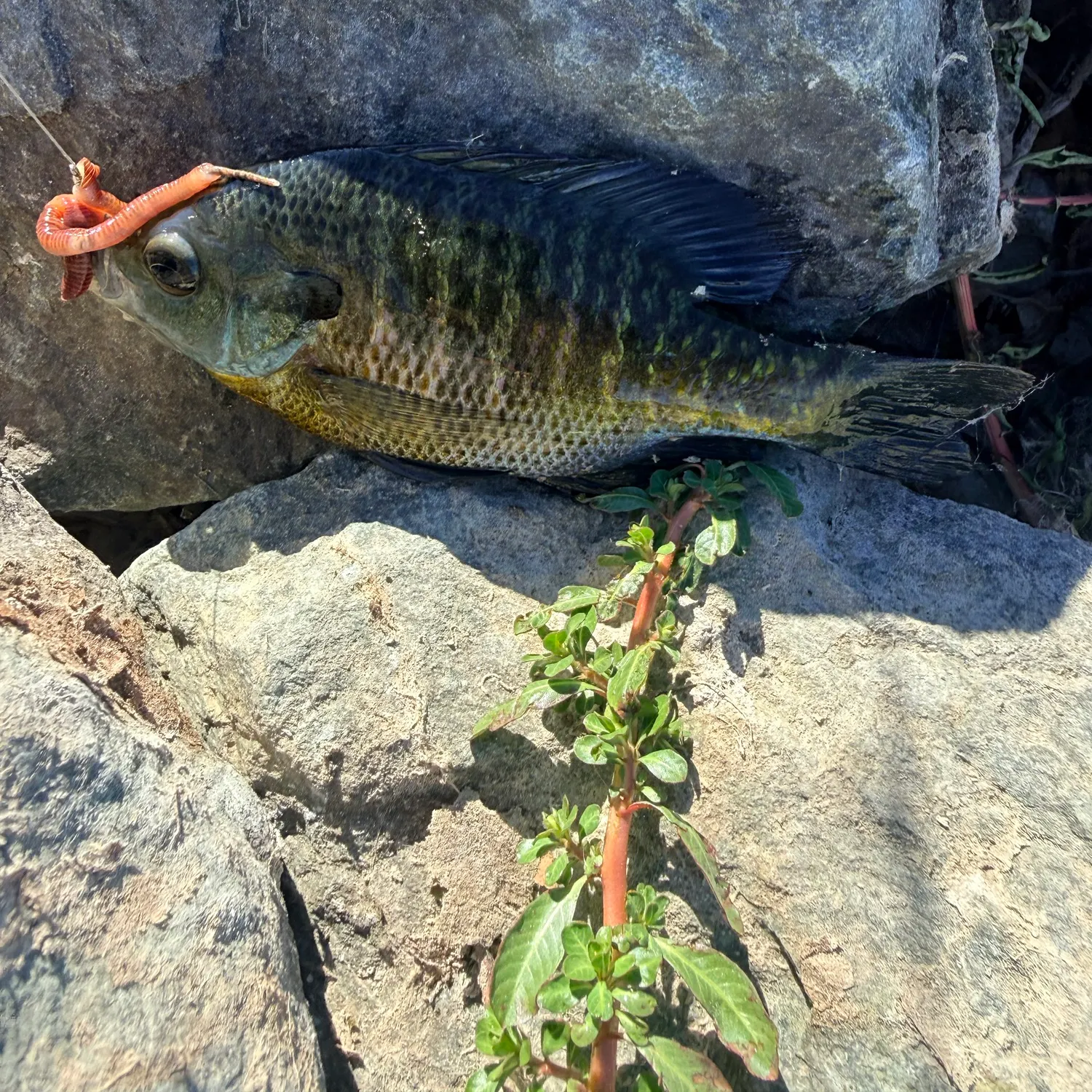 Bluegill caught on Fishbrain