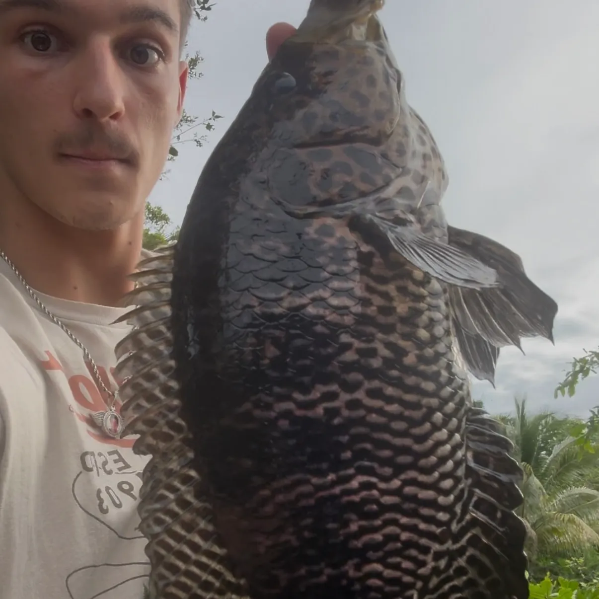 The most recent Jaguar cichlid catches on Fishbrain