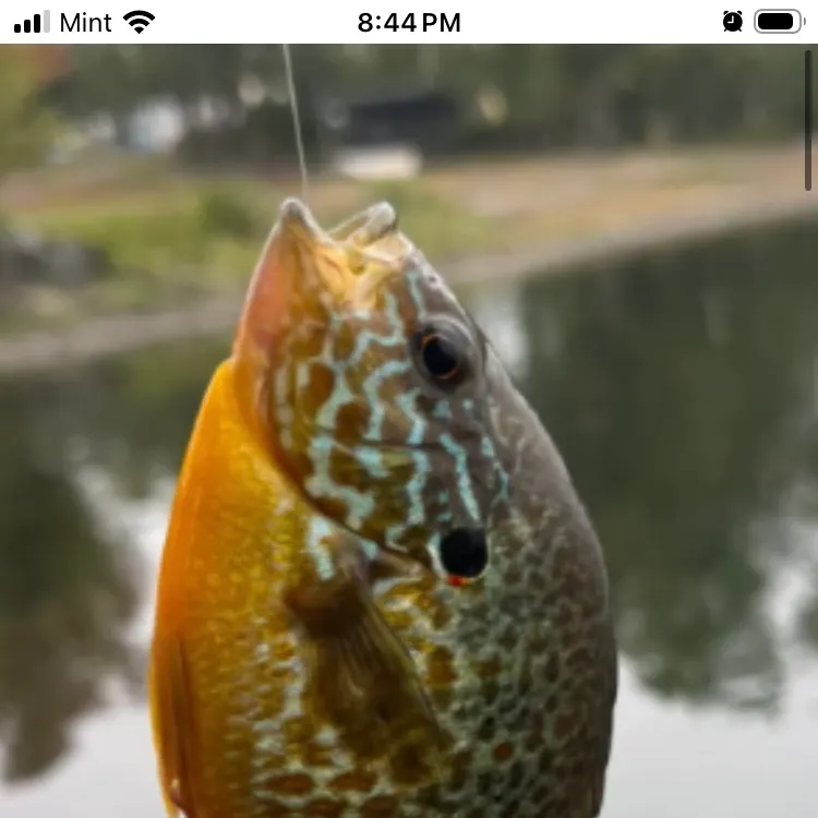 Redear sunfish caught on Fishbrain